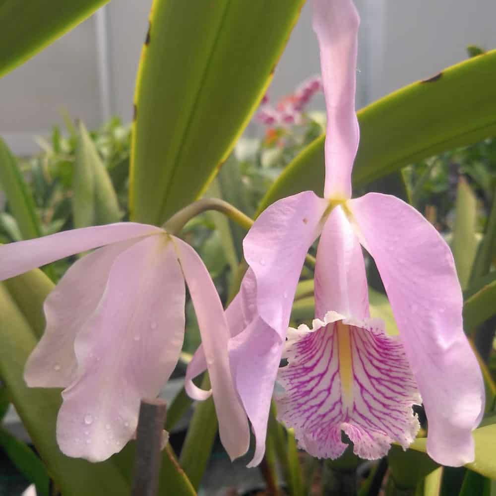 Cattleya maxima